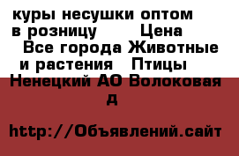 куры несушки.оптом 170 в розницу 200 › Цена ­ 200 - Все города Животные и растения » Птицы   . Ненецкий АО,Волоковая д.